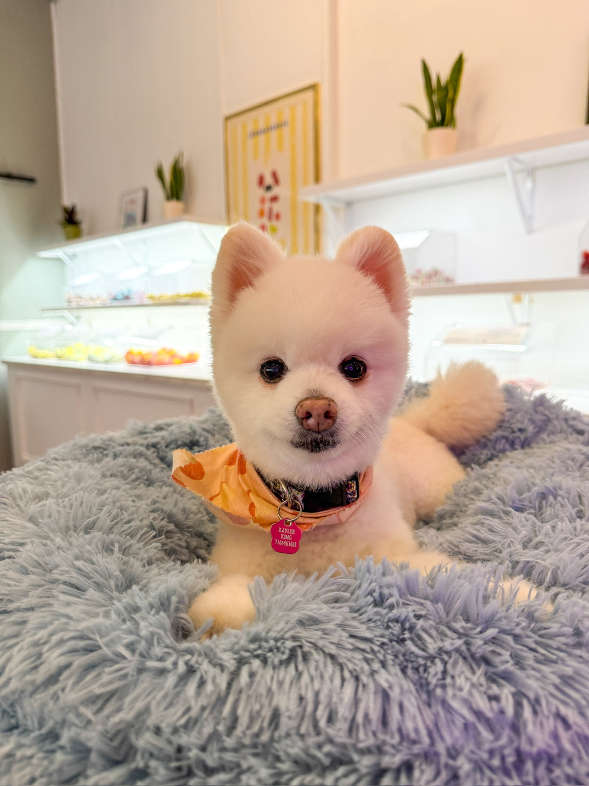 Kiki, the dog the shop is named after